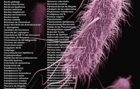 Lista de Bacterias